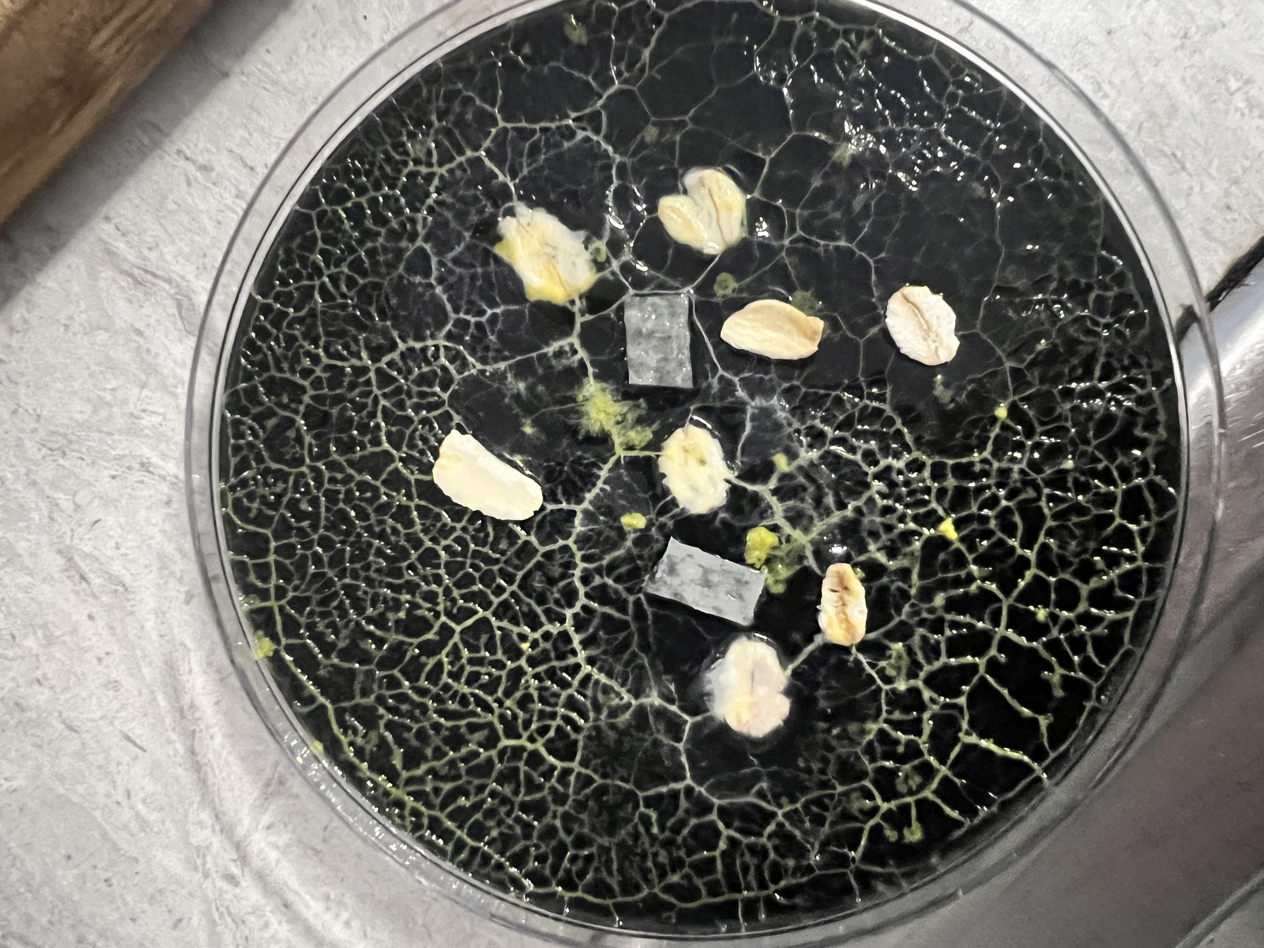 A jar of slime mold